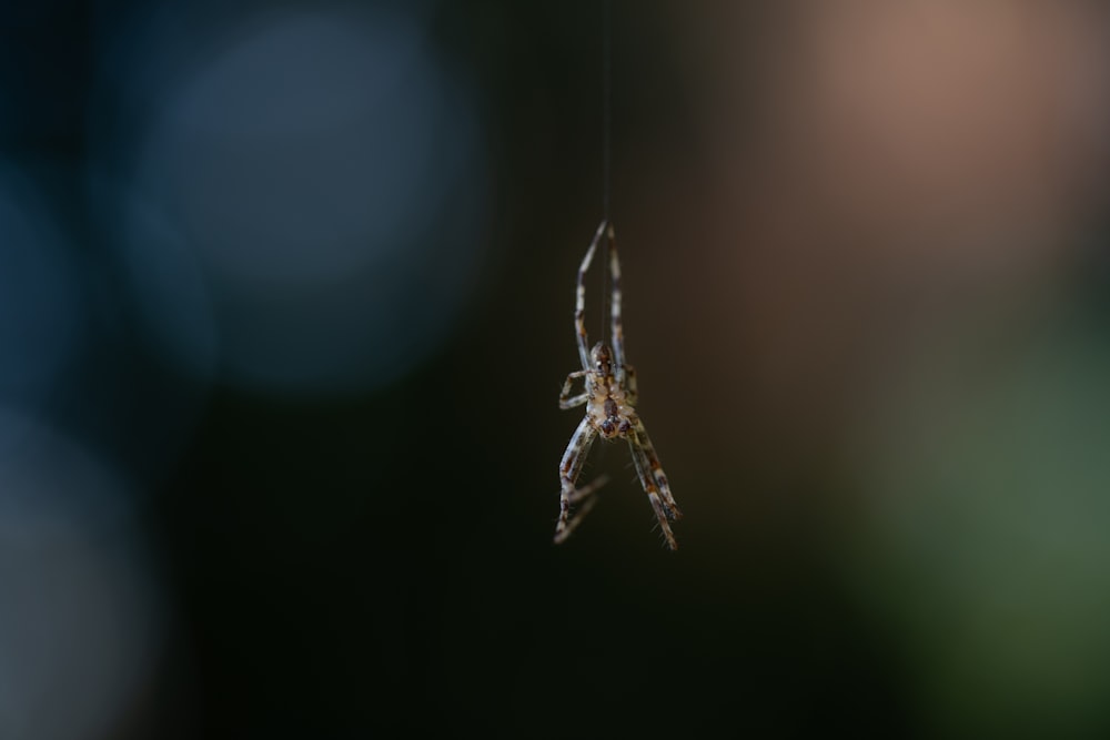 a spider hanging from a web in the air
