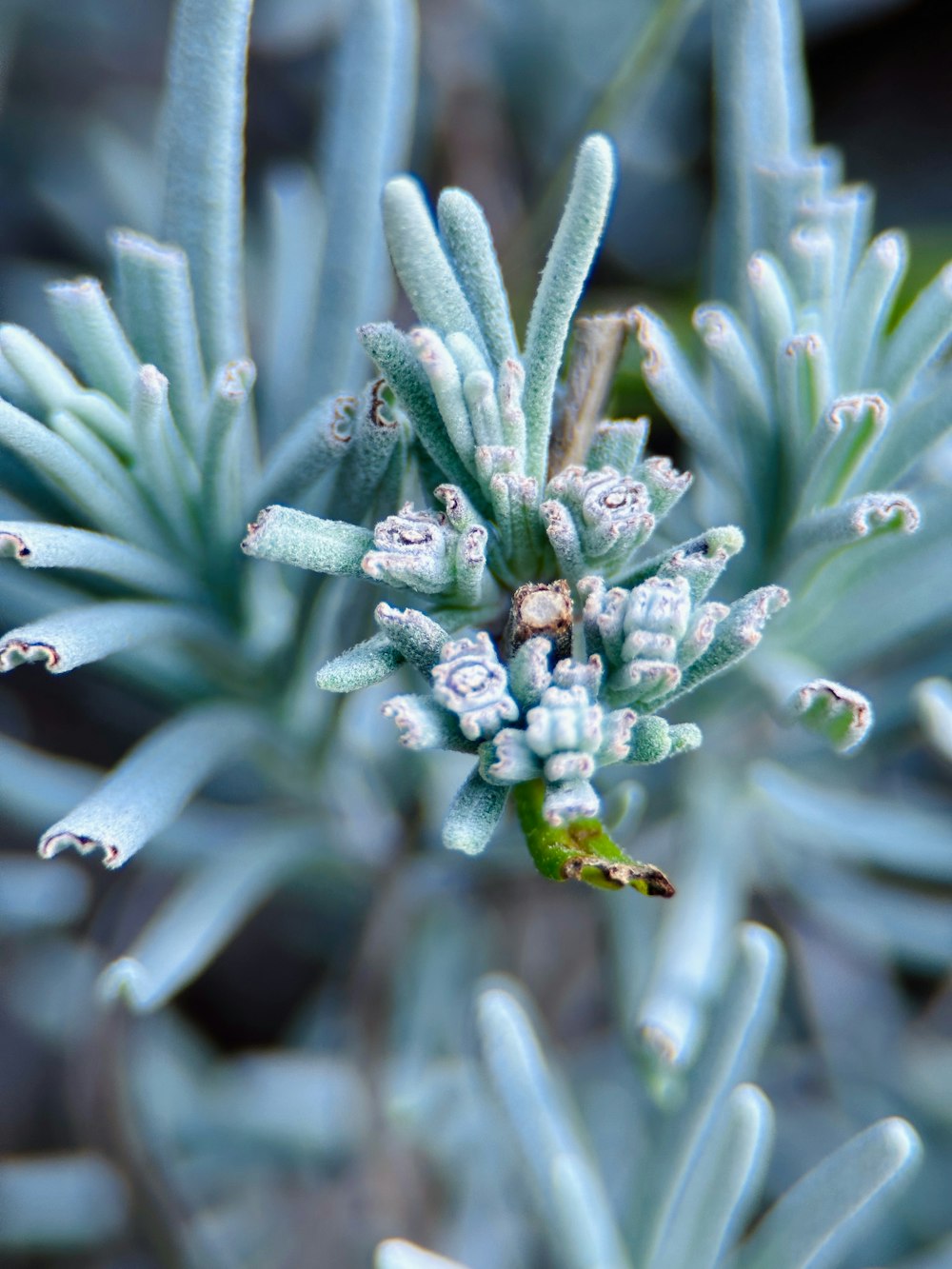 a close up of a blue plant with tiny flowers