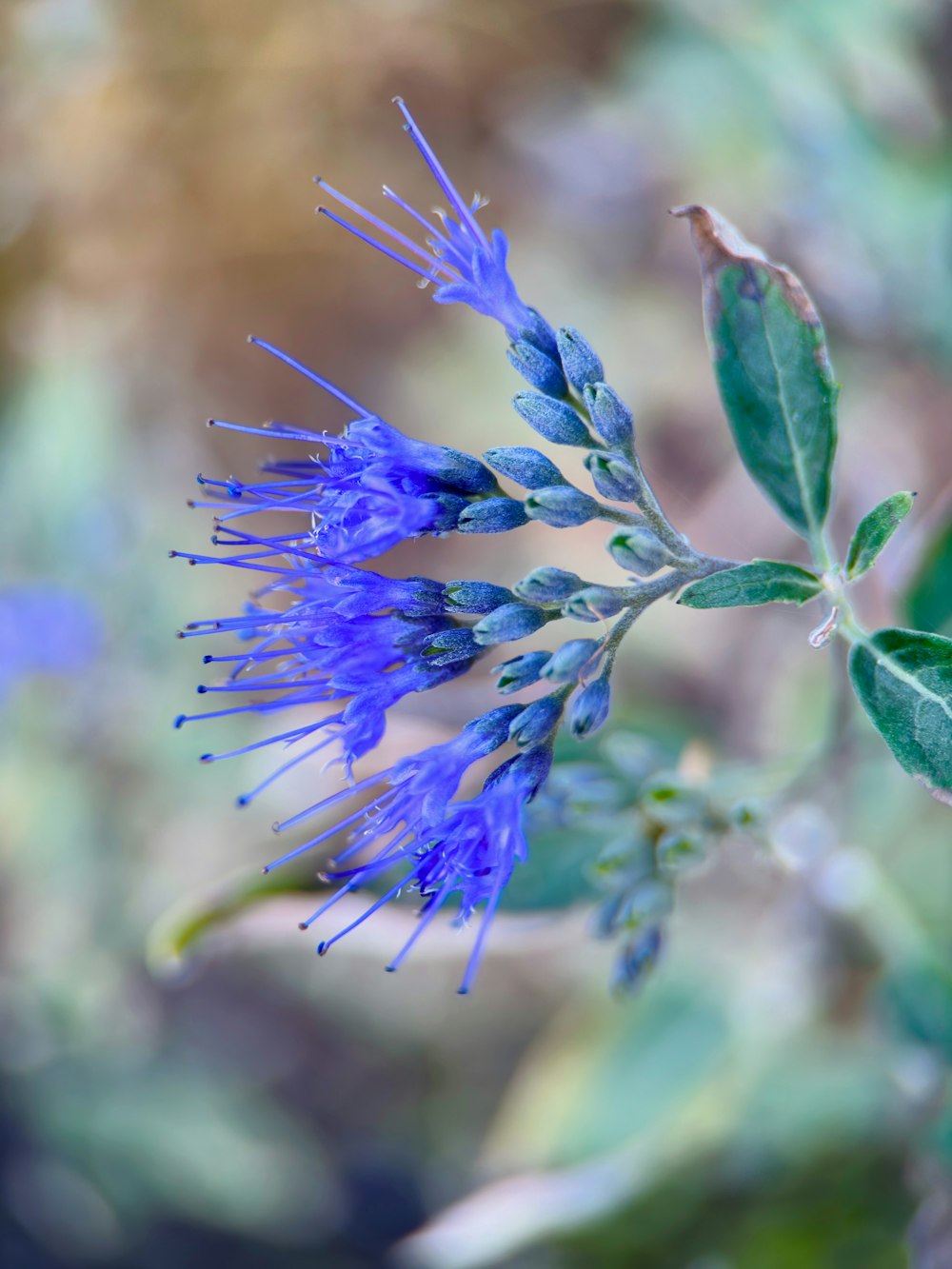 a close up of a blue flower with green leaves