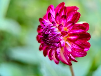 A vibrant pink flower with layered petals in various shades of pink and slight hints of white, set against a soft-focus green background.