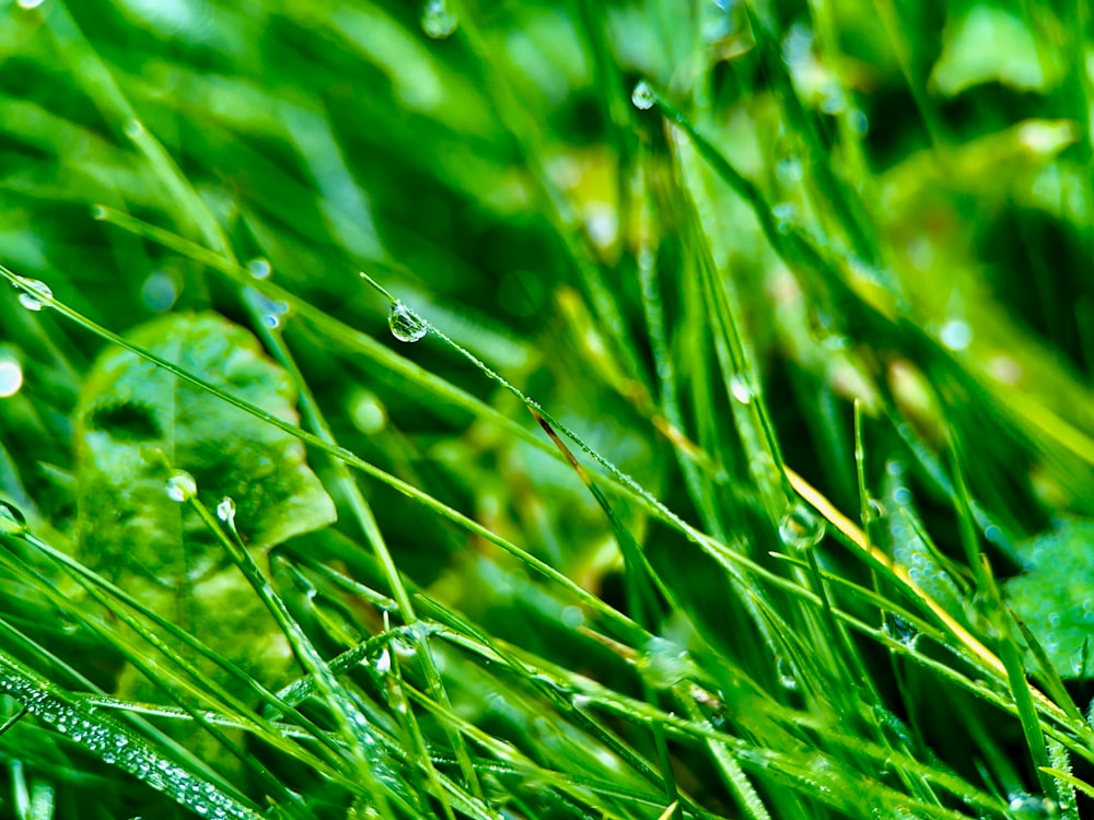 a close up of grass with water drops on it