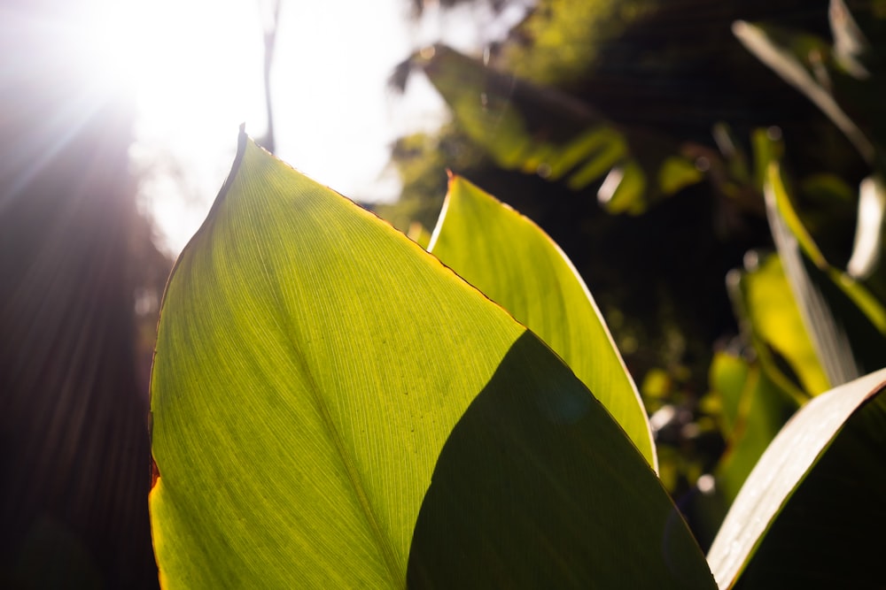 un primo piano di una grande foglia verde