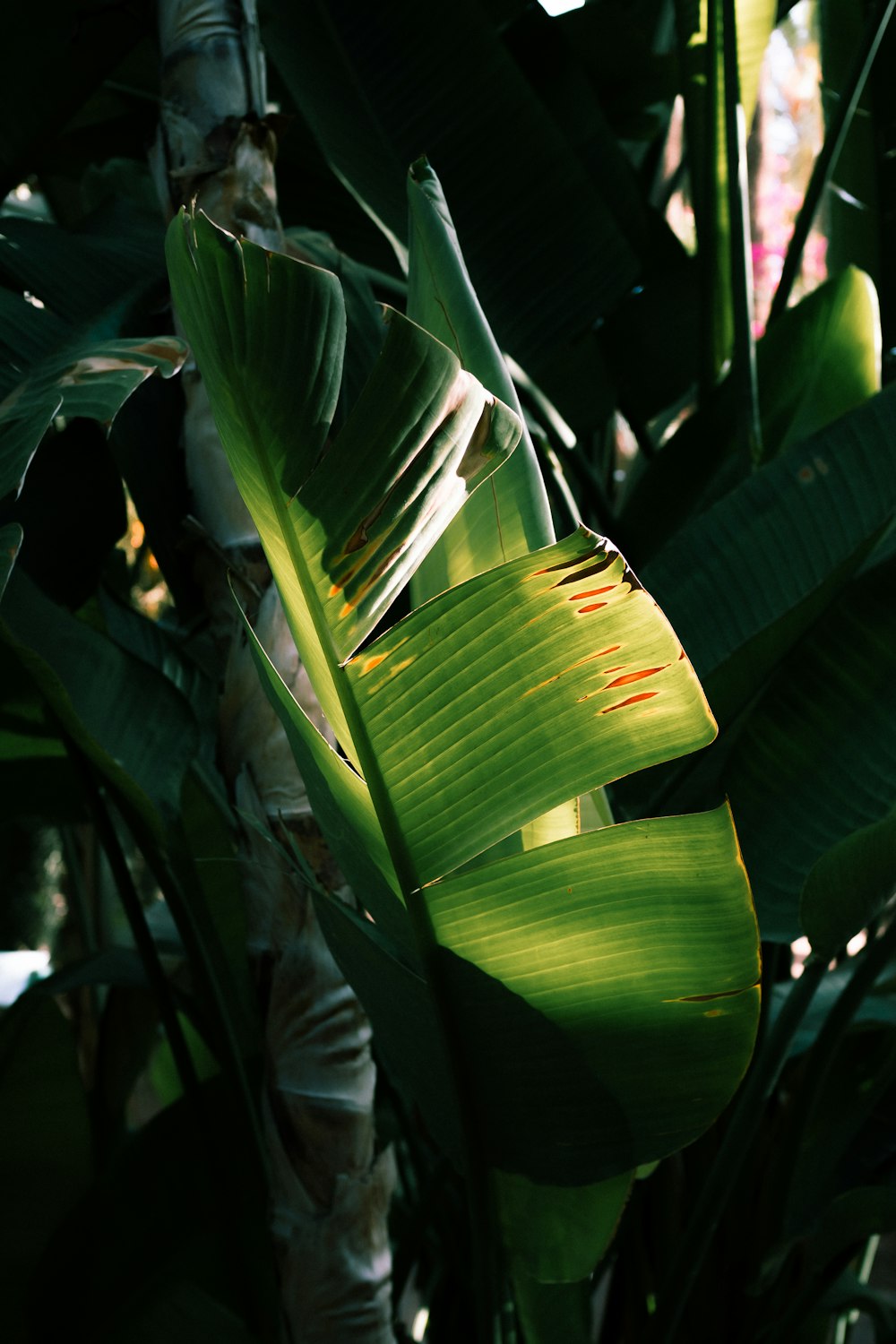 a close up of a green plant with lots of leaves