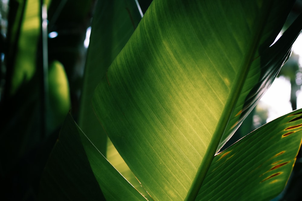 a close up of a large green leaf