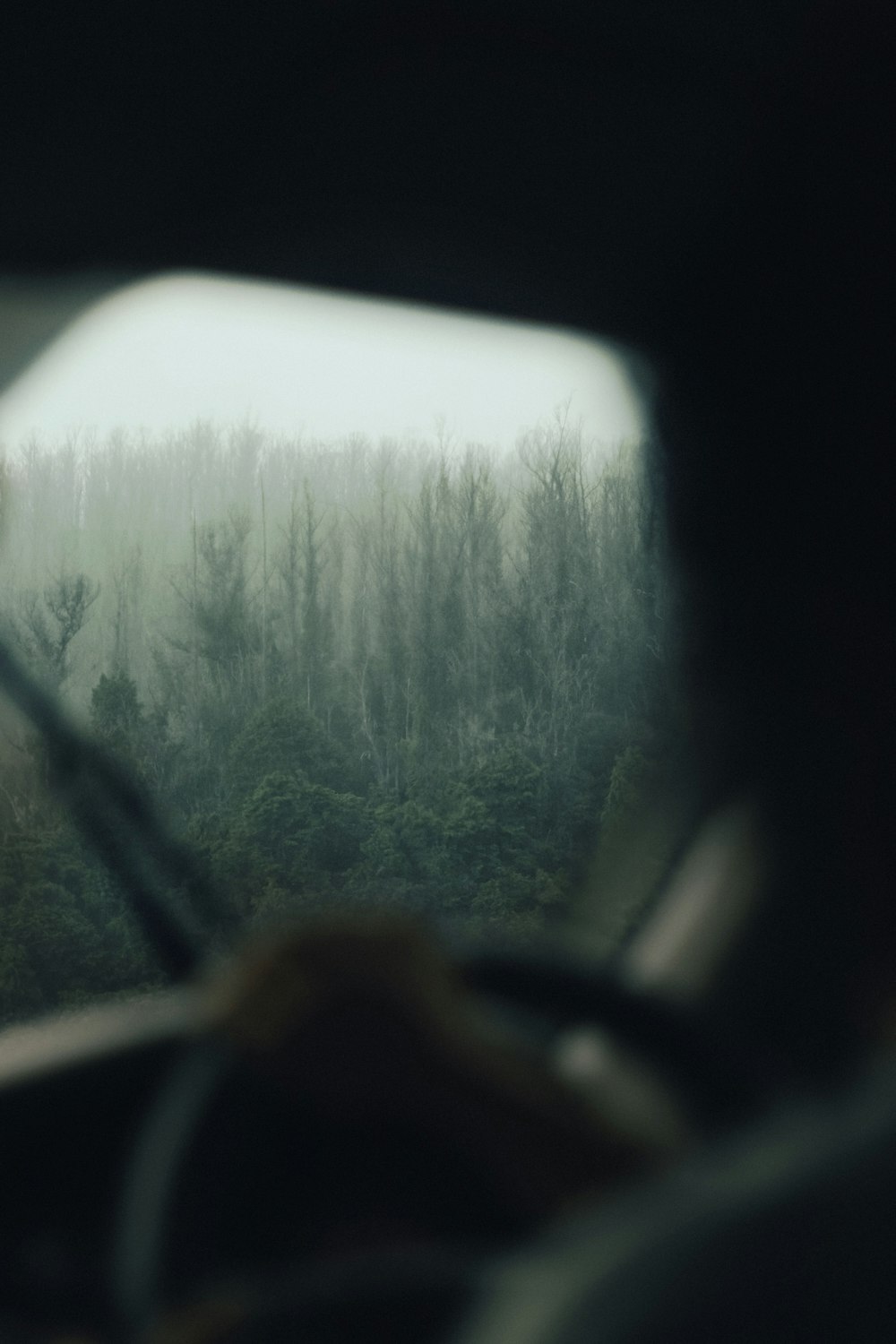 a view of a forest from inside a vehicle