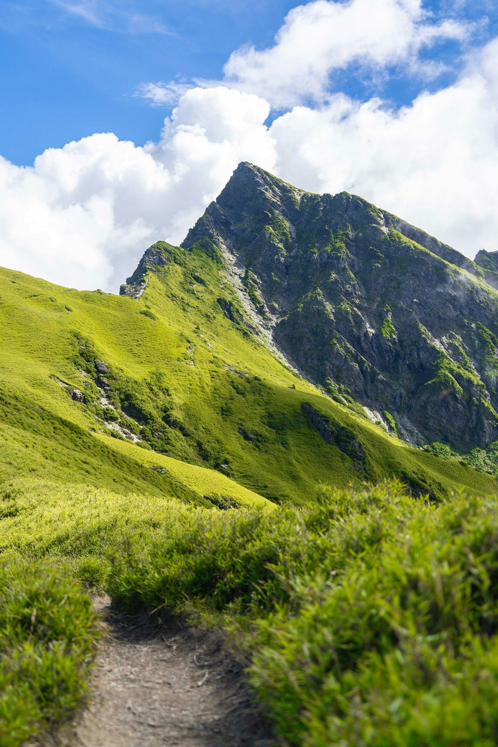 a grassy hill with a trail going through it