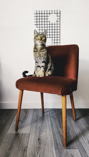 A cat with a tabby coat sits attentively on a maroon chair with wooden legs. Behind it, there is a modern art piece with a black grid pattern on a white background. The floor is covered with a dark grey wooden material, and the walls are white, creating a minimalistic setting.