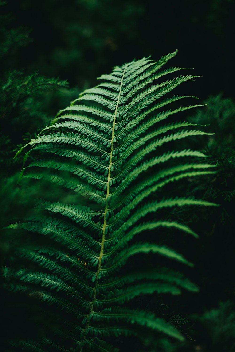 a green fern leaf in the middle of a forest