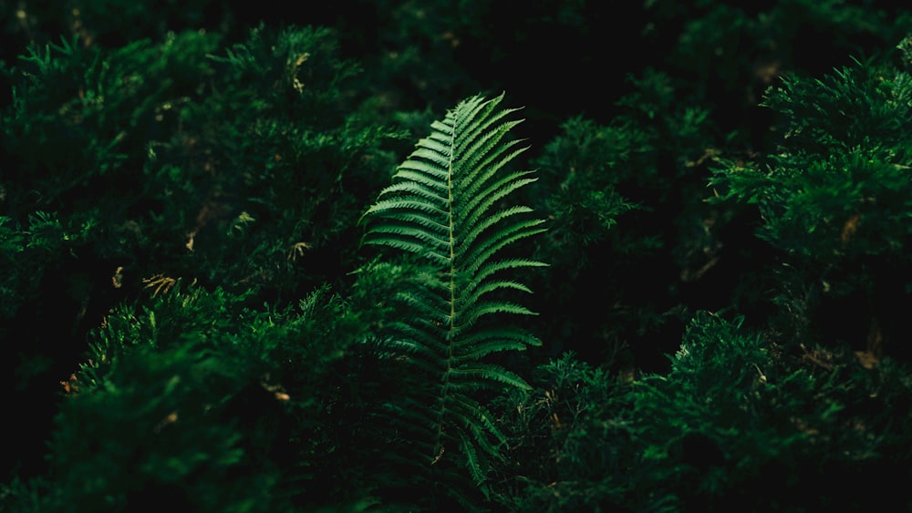 a green fern leaf in the middle of a forest