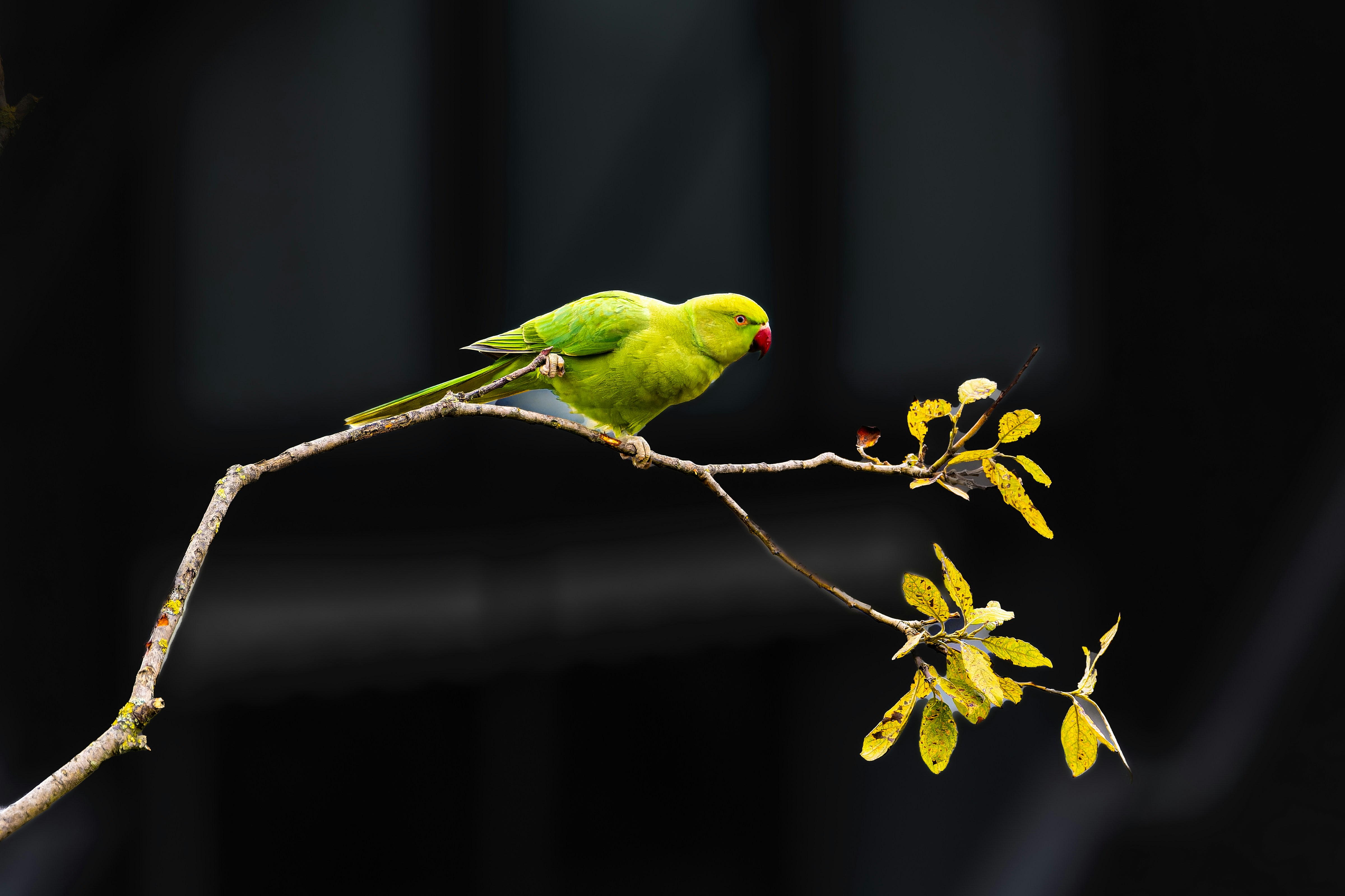 Photo by siegfriedpoepperl