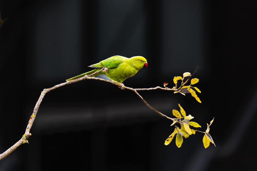 un pájaro verde posado en lo alto de la rama de un árbol