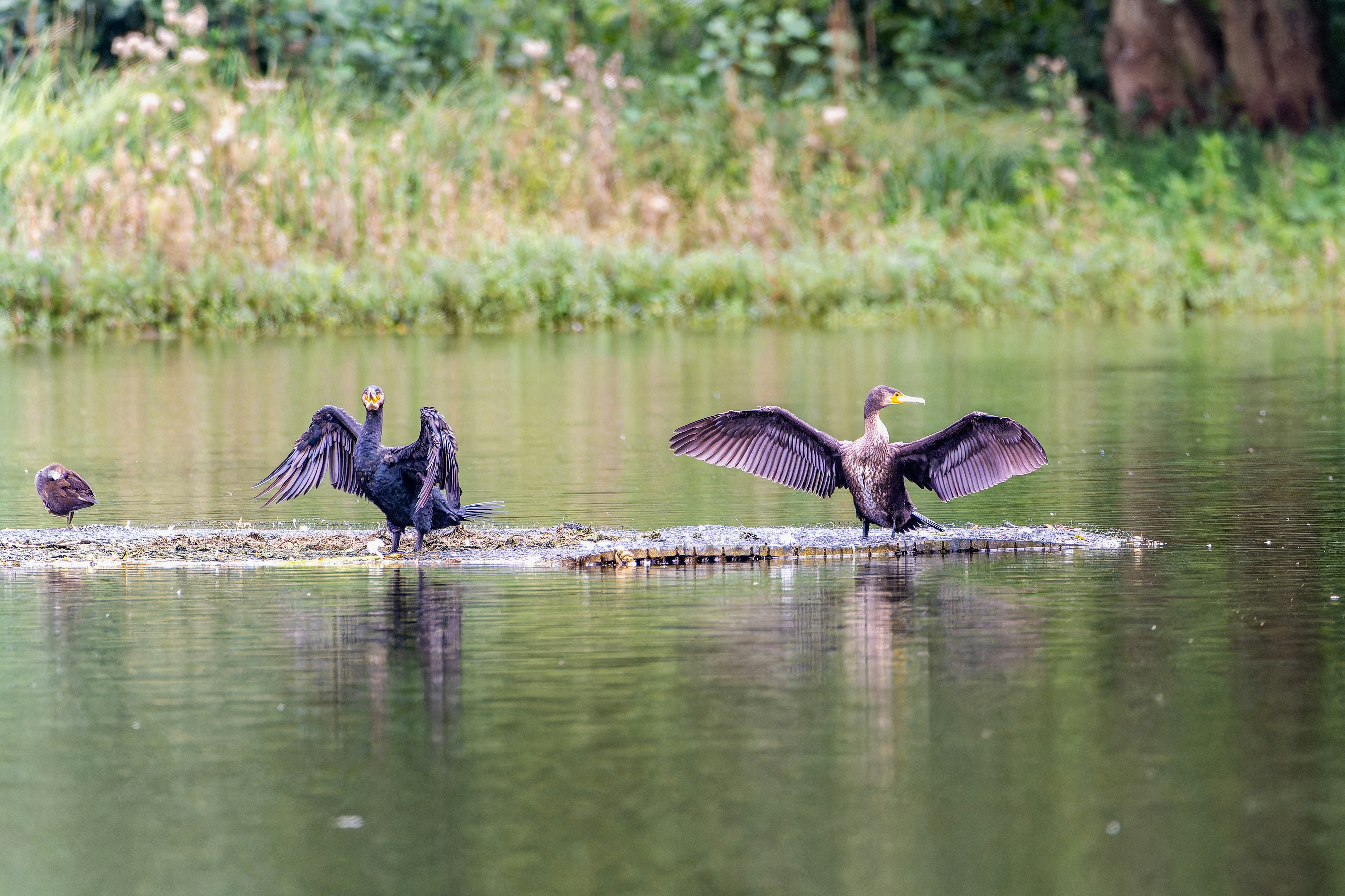 Photo by siegfriedpoepperl