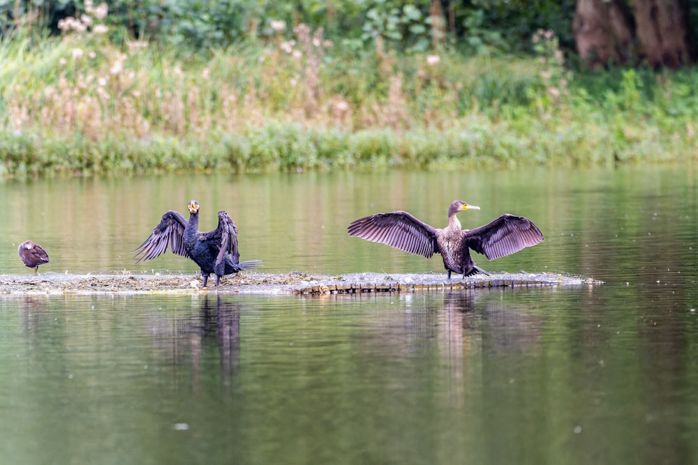 un grupo de pájaros sentados en un tronco en el agua