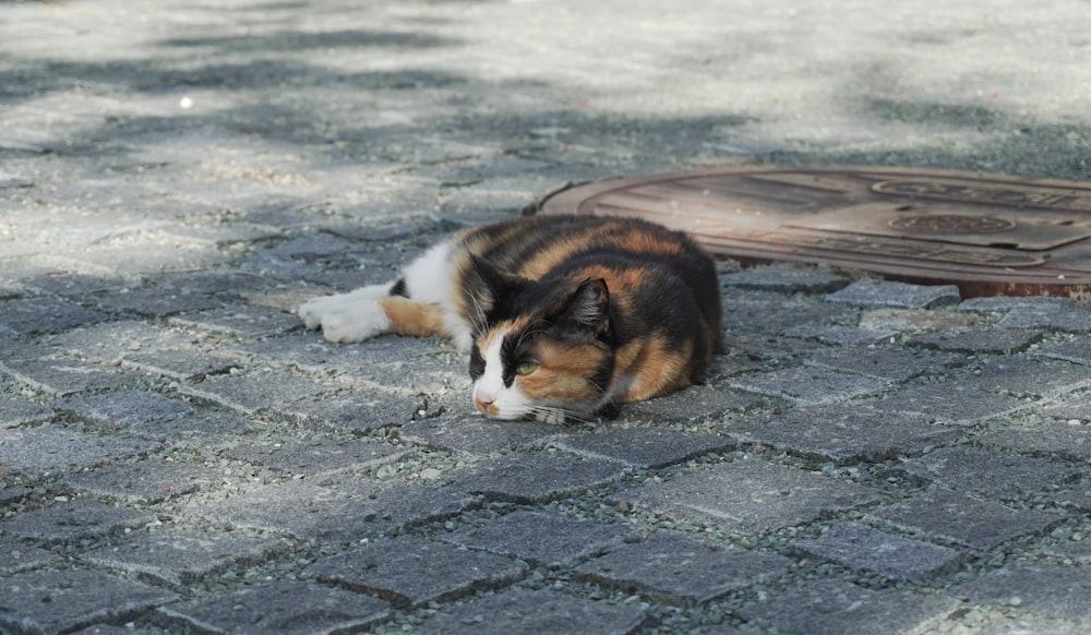 a calico cat laying on the ground next to a manhole