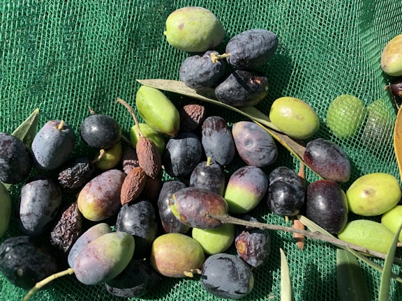 Handpicked olives resting in a woven basket ready for pressing.