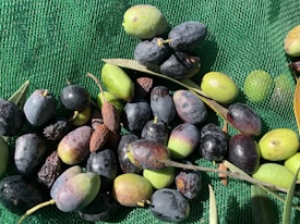 A collection of freshly picked olives in various shades of green, purple, and black is scattered over a green net surface. The olives are accompanied by a few leaves and stems, indicating a harvest setting. The textures range from smooth to wrinkled, suggesting different levels of ripeness.