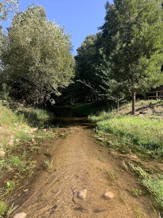 A serene creek with crystal-clear water gently flowing over smooth stones under dappled sunlight.