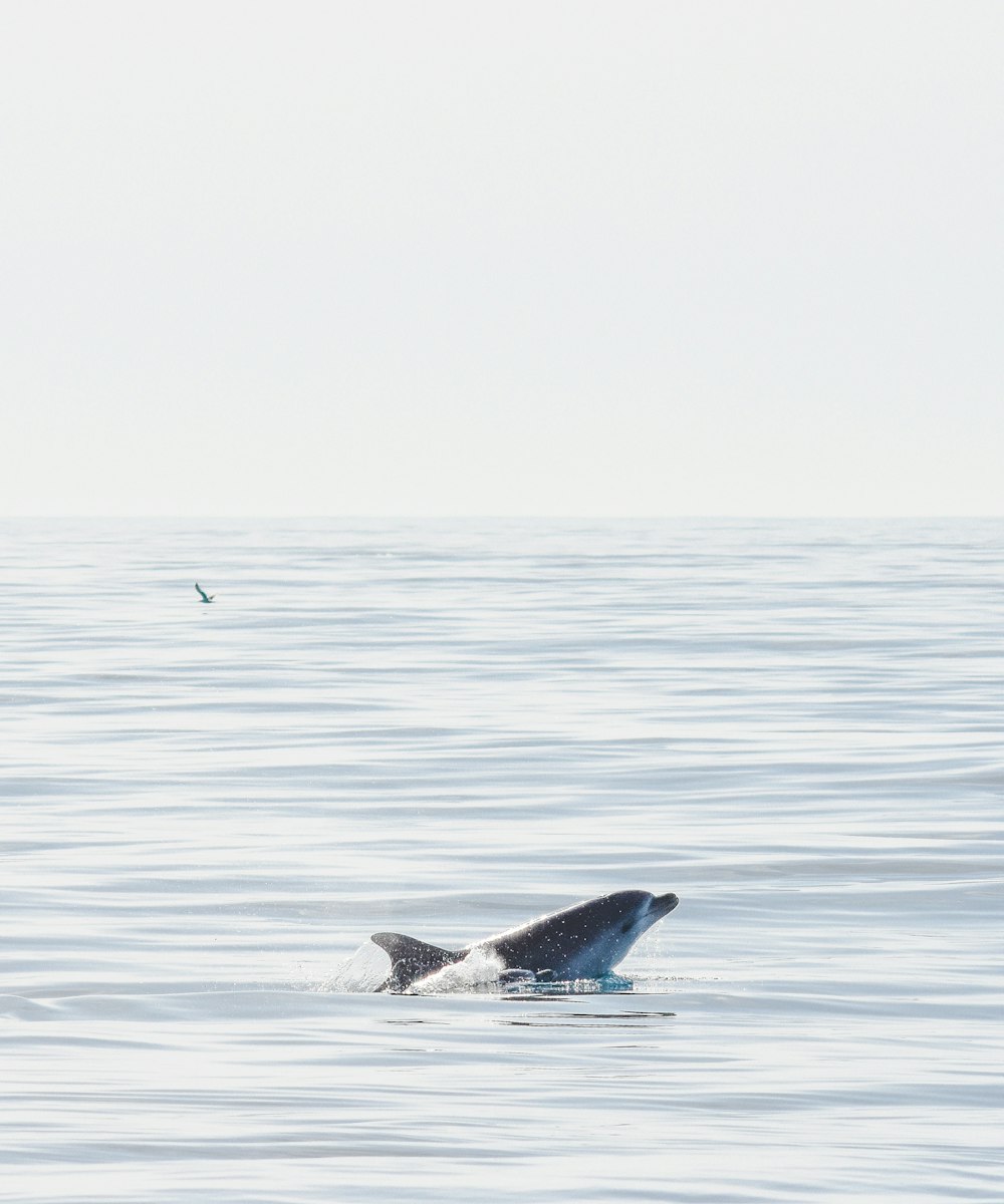 a whale is swimming in the water