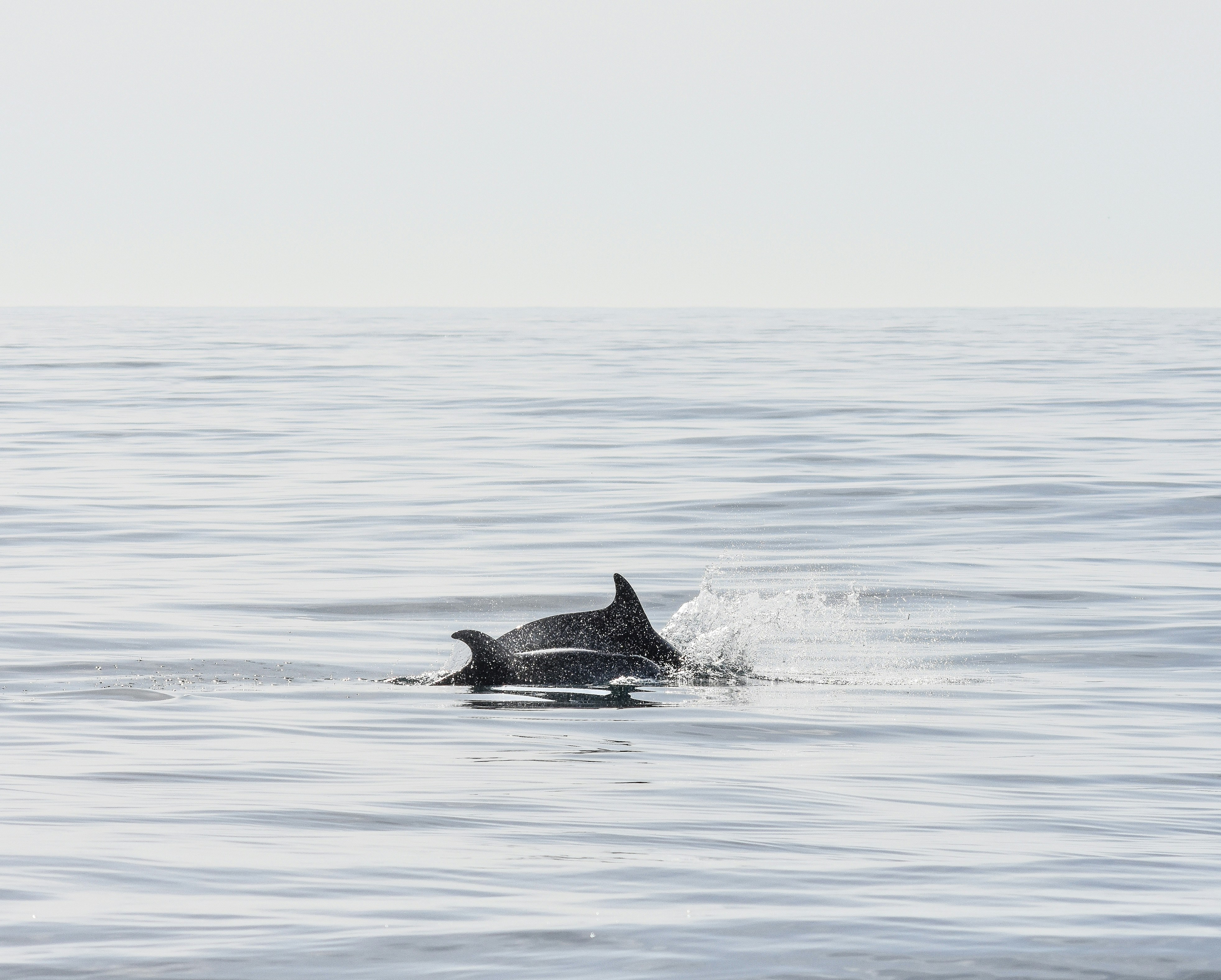 Photo by niklasjonasson