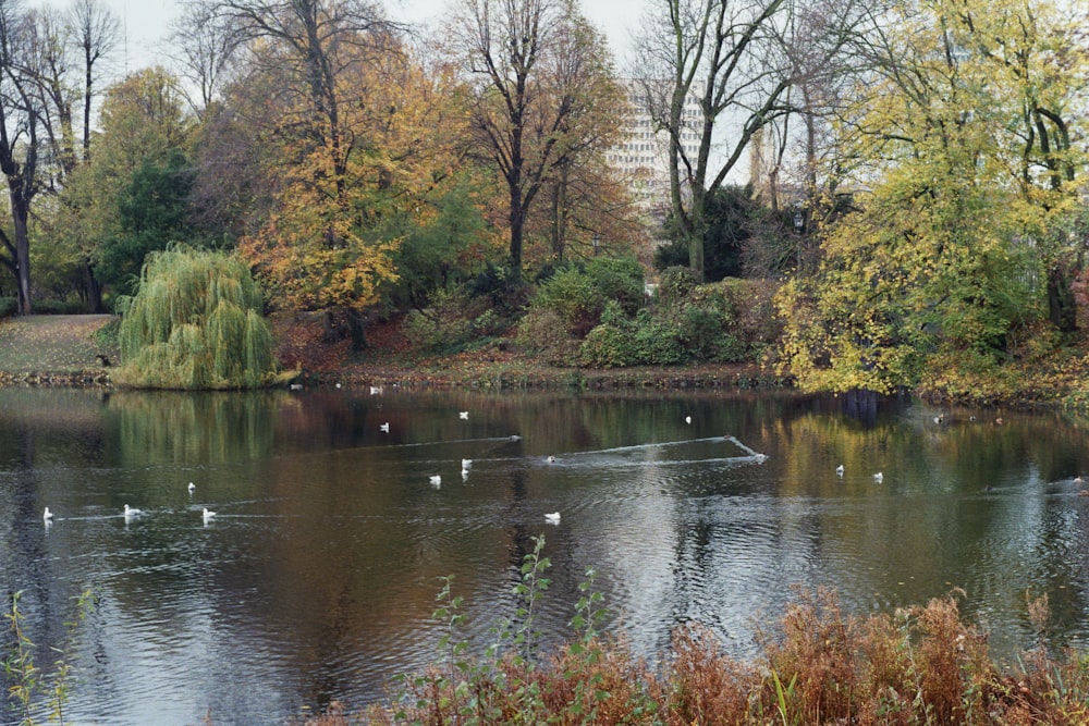a group of ducks swimming in a pond surrounded by trees