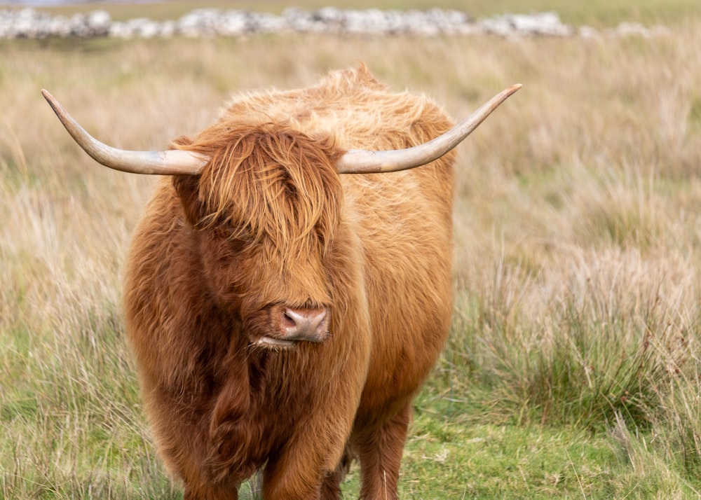 a brown bull with long horns standing in a field