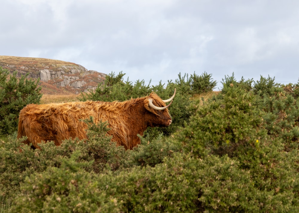 a bull with horns standing in a field of bushes