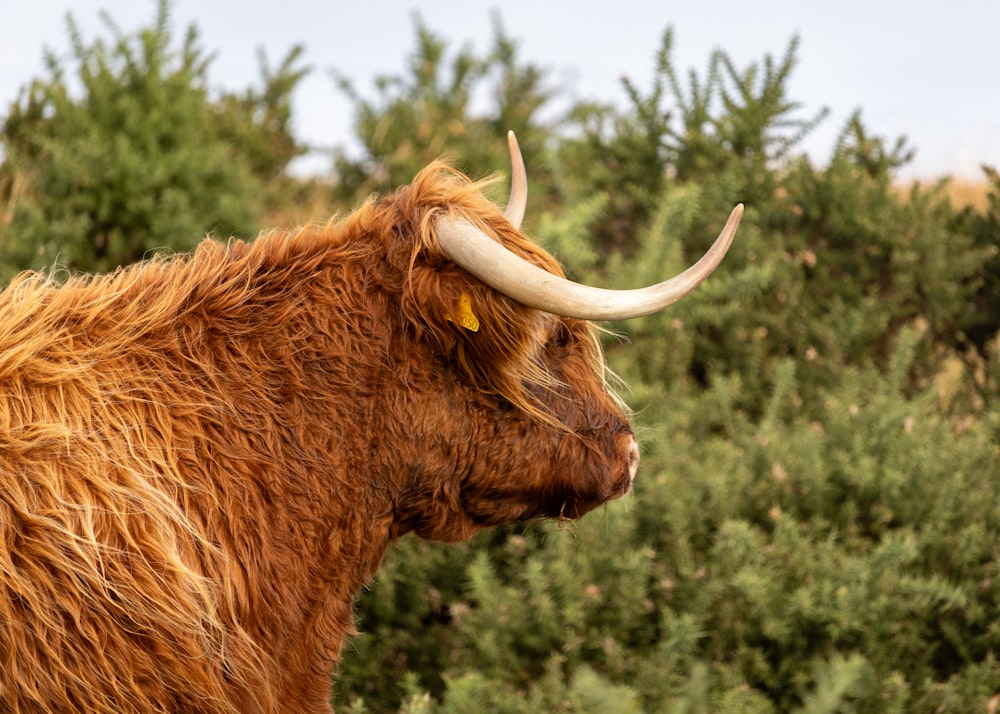 a brown cow with long horns standing in a field