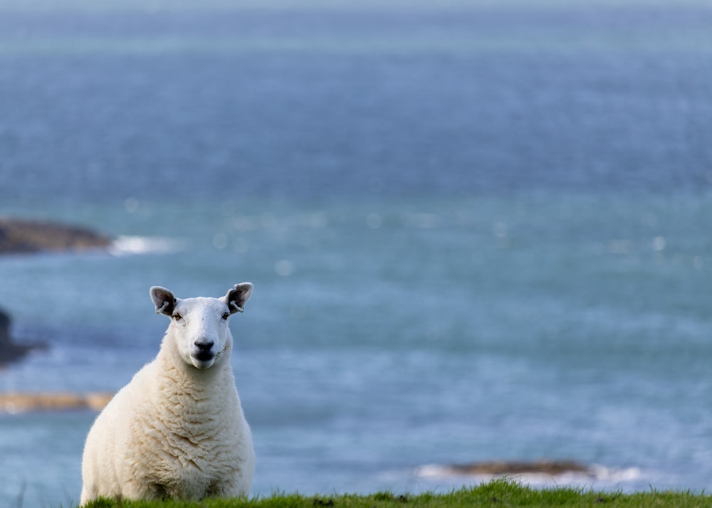 a white sheep sitting on top of a lush green hillside