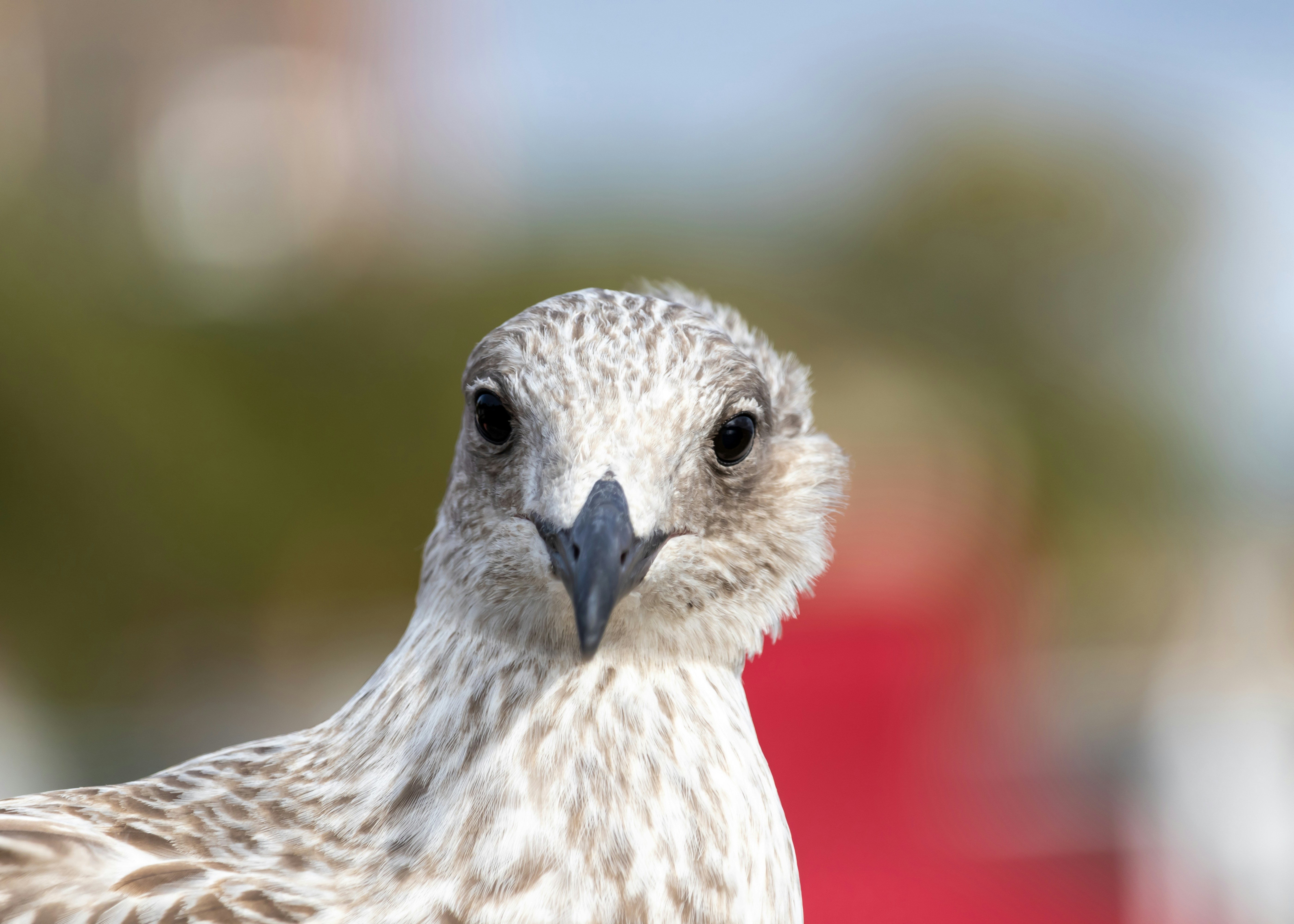 a close up of a bird with a blurry background