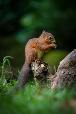 a red squirrel sitting on top of a tree stump