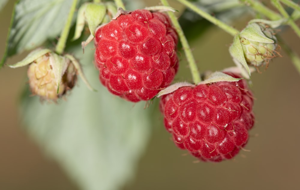 three raspberries hanging from a tree branch