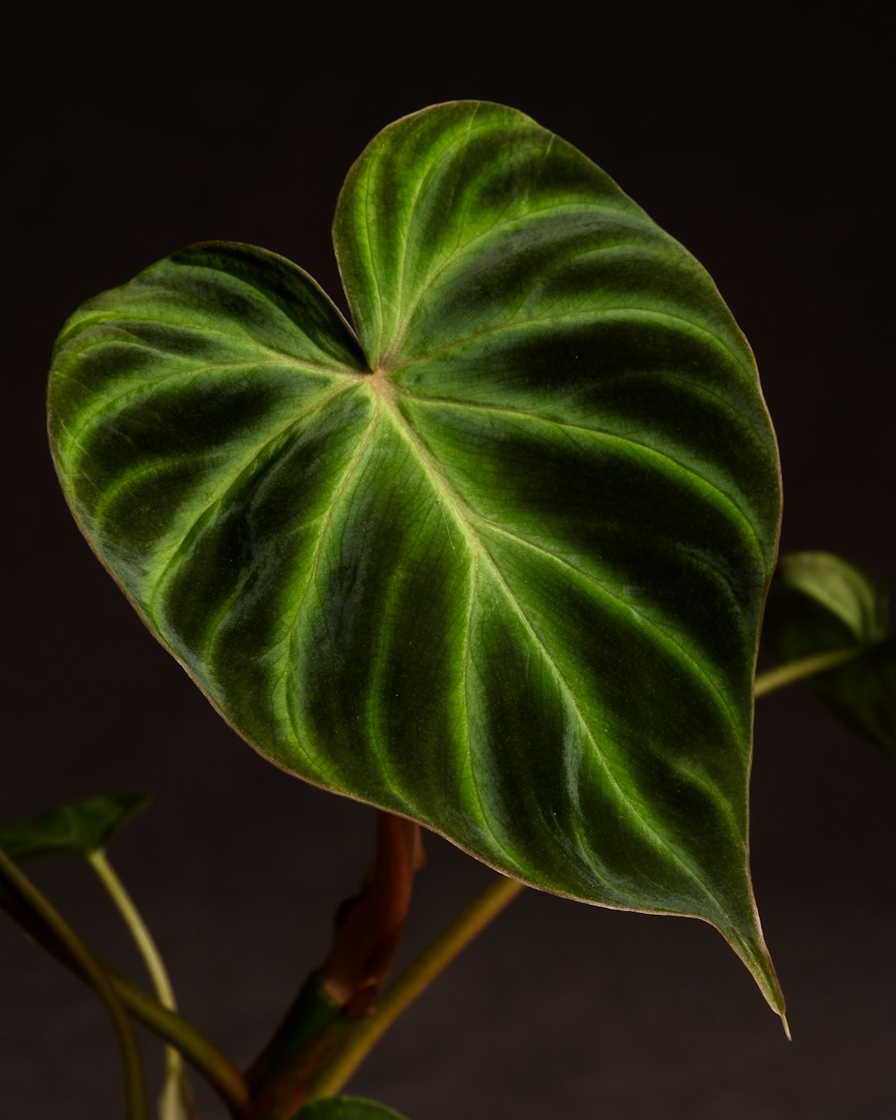 eine grüne Pflanze mit großen Blättern auf dunklem Hintergrund