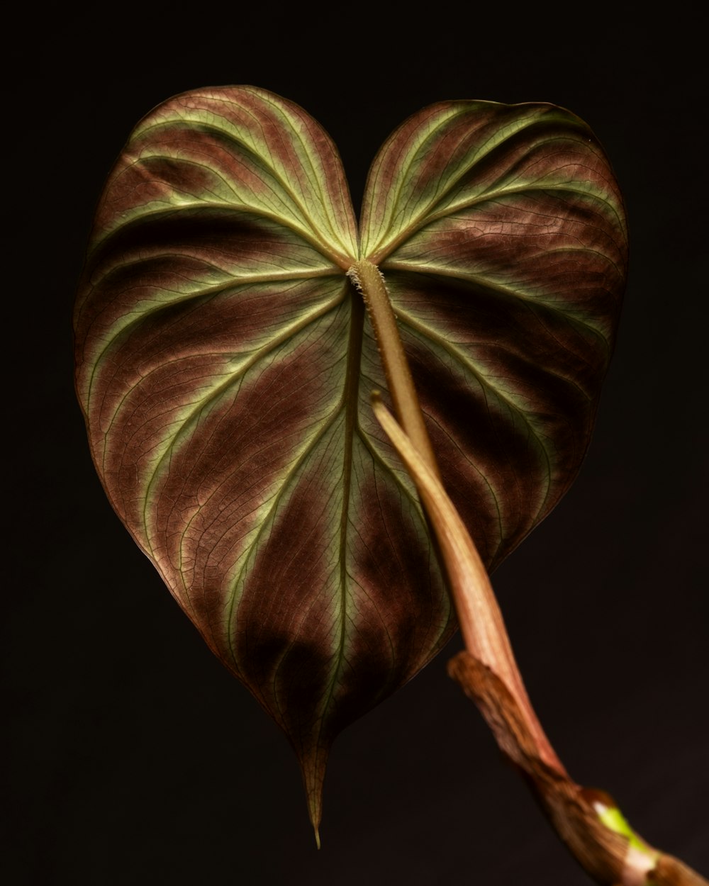 a heart shaped plant with a stem sticking out of it