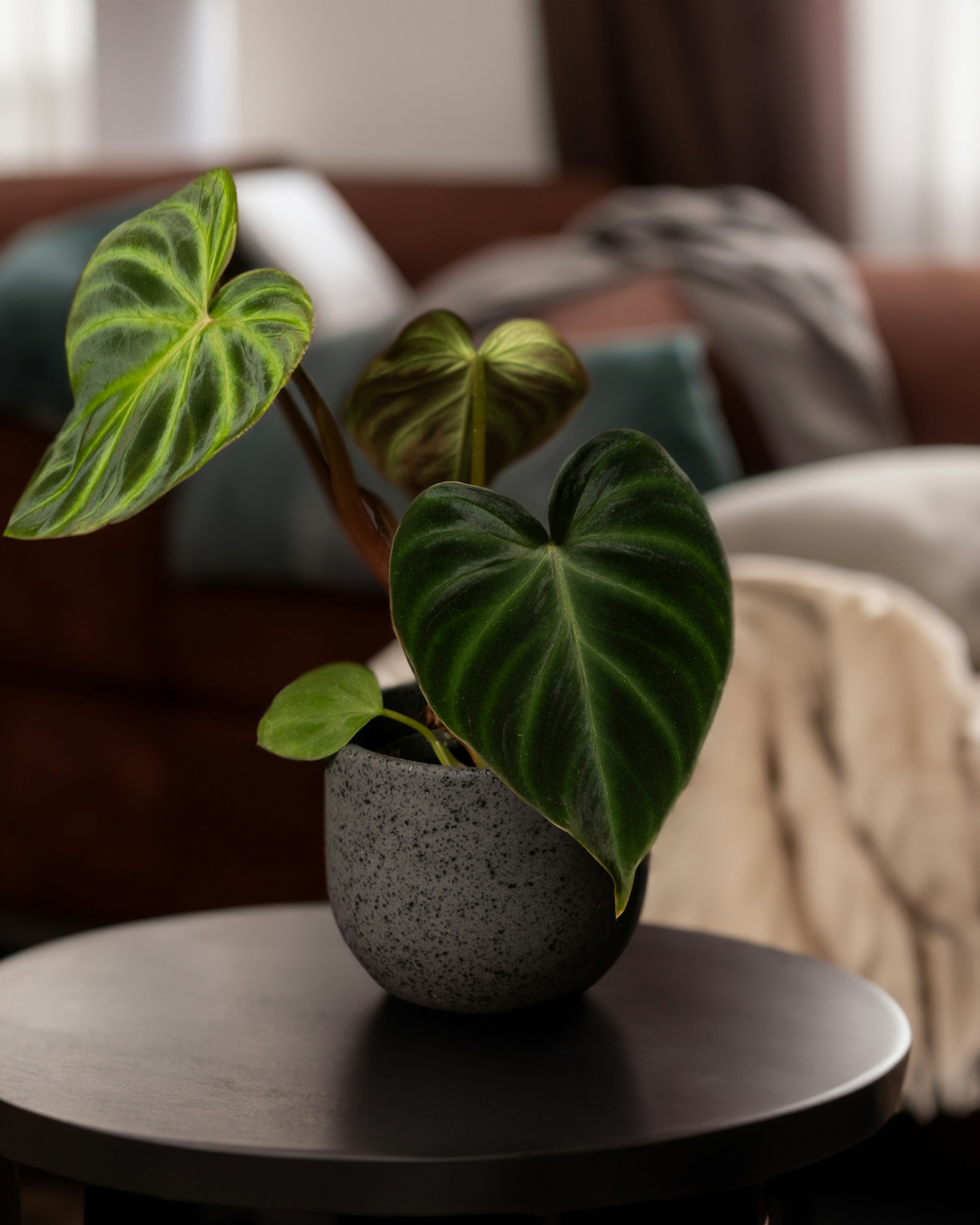 Photo by feeypflanzen