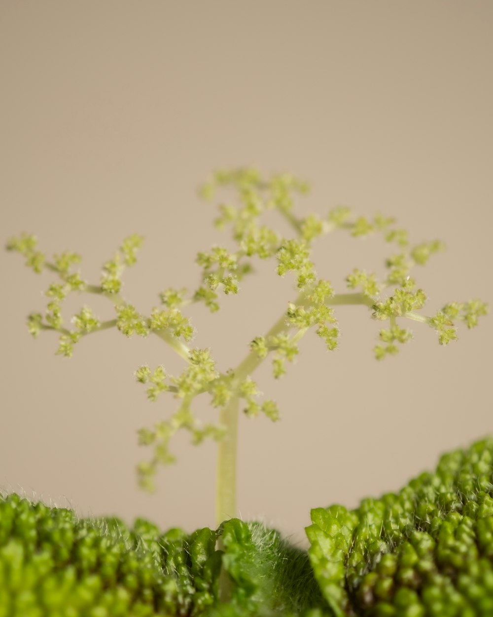 Nahaufnahme einer Pflanze mit einem kleinen Baum darauf