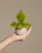 A close-up photo of a sleek, minimalist ceramic pot holding a lush green plant, set against a soft neutral background.