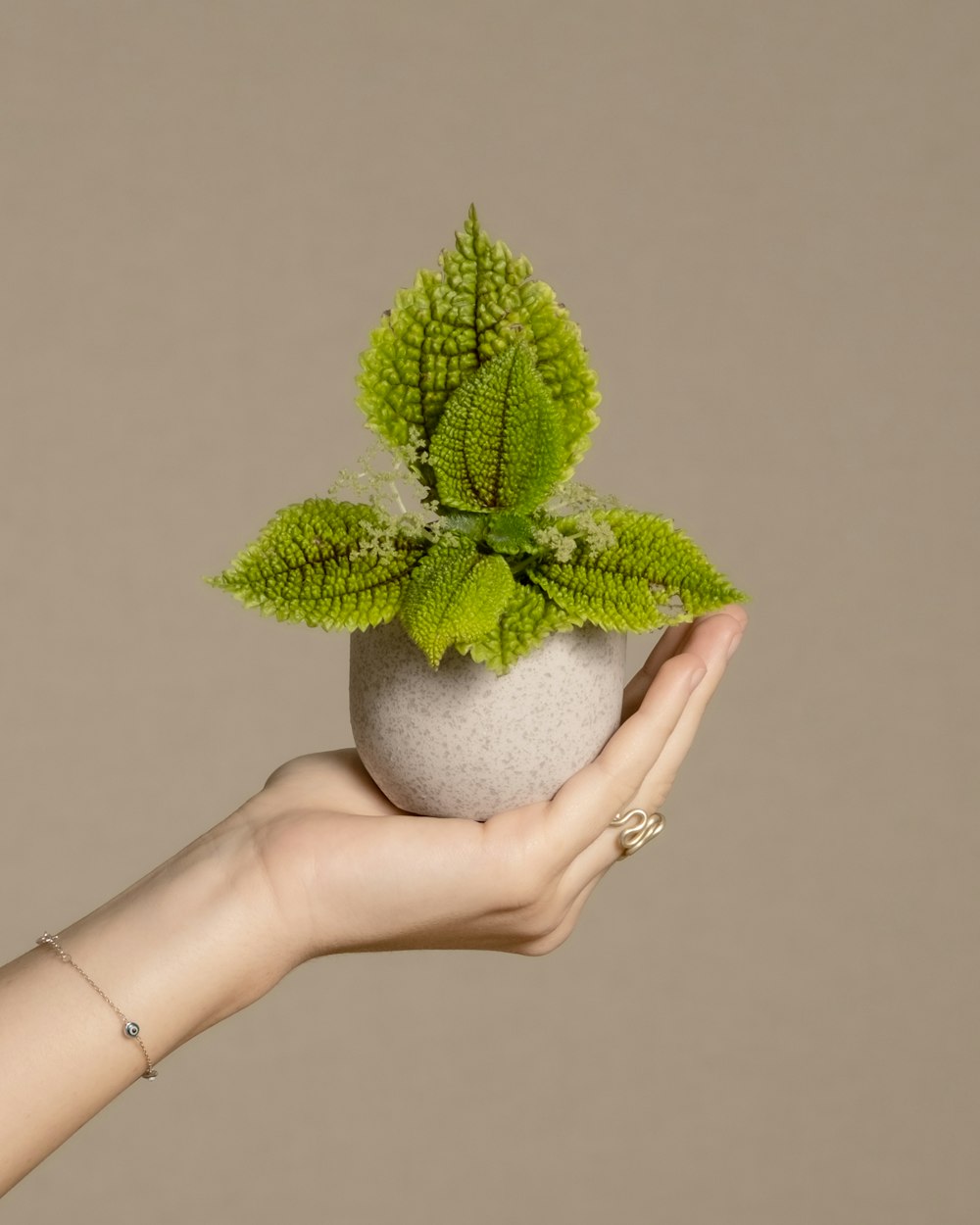 la mano de una mujer sosteniendo una planta en un jarrón
