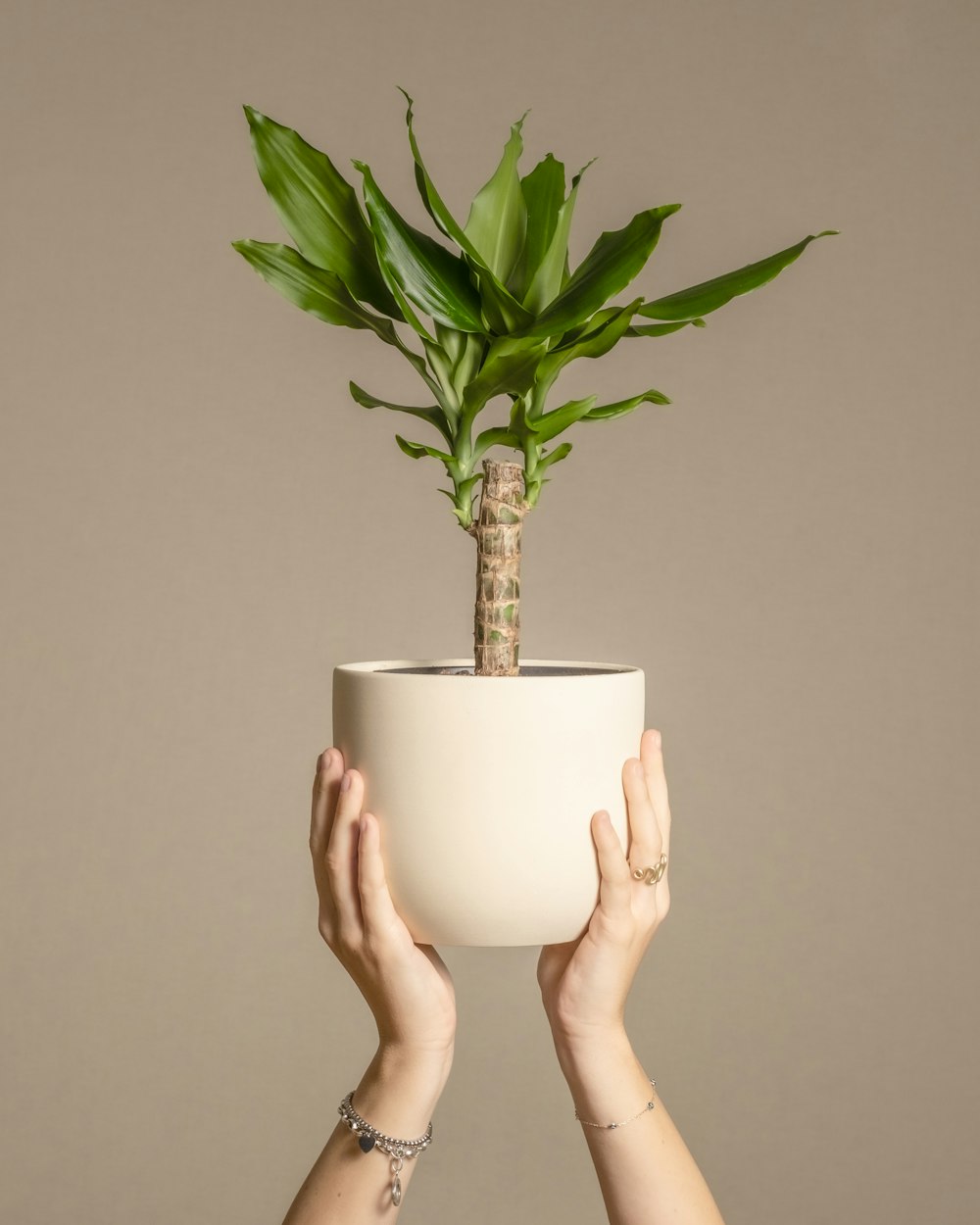 a person holding a potted plant in their hands