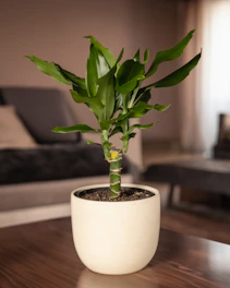 A tall artificial plant with lush green leaves in a modern pot standing beside a sofa.
