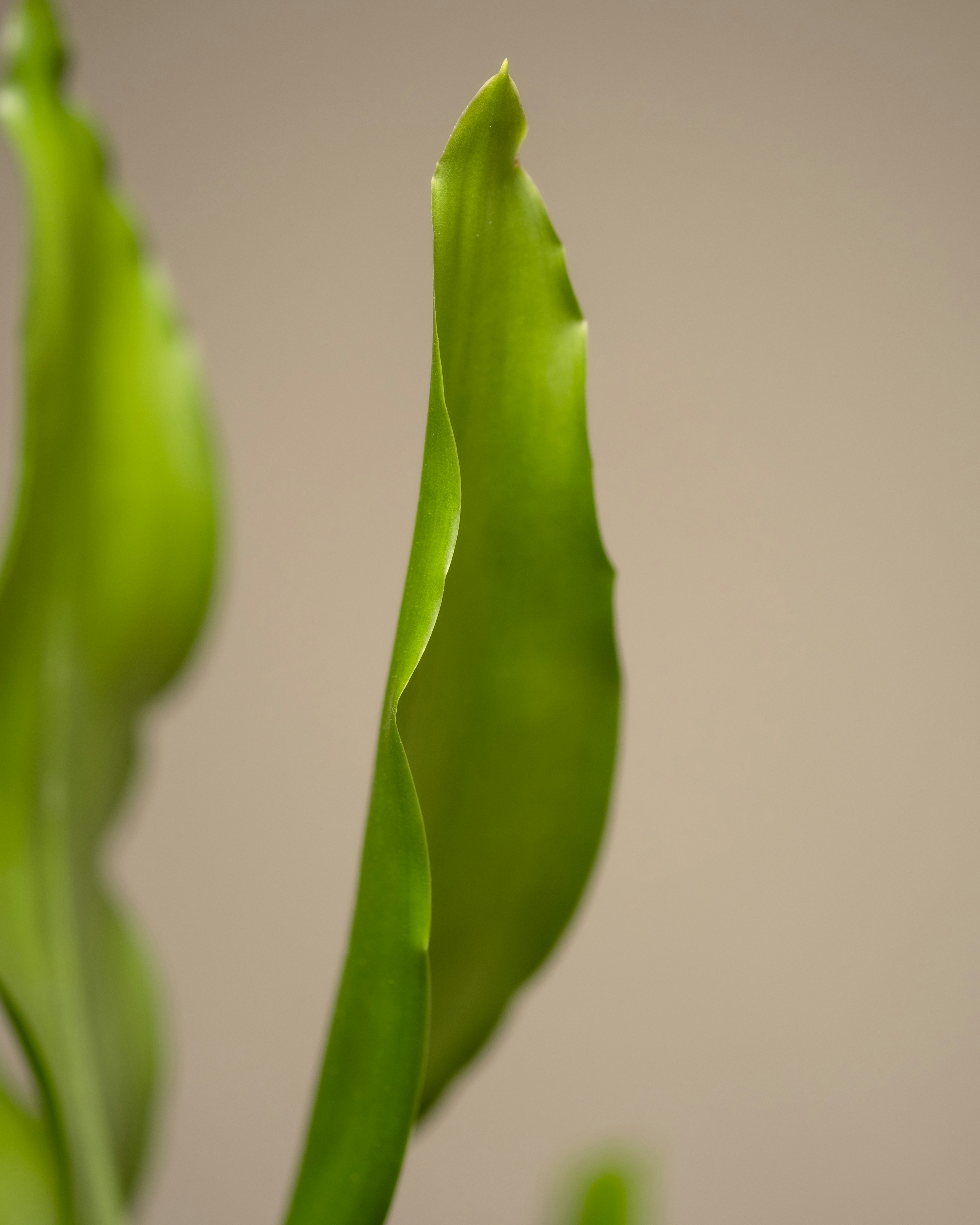 Photo by feeypflanzen