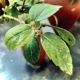 Close-up of a vibrant artificial plant leaf texture in a decorative pot.