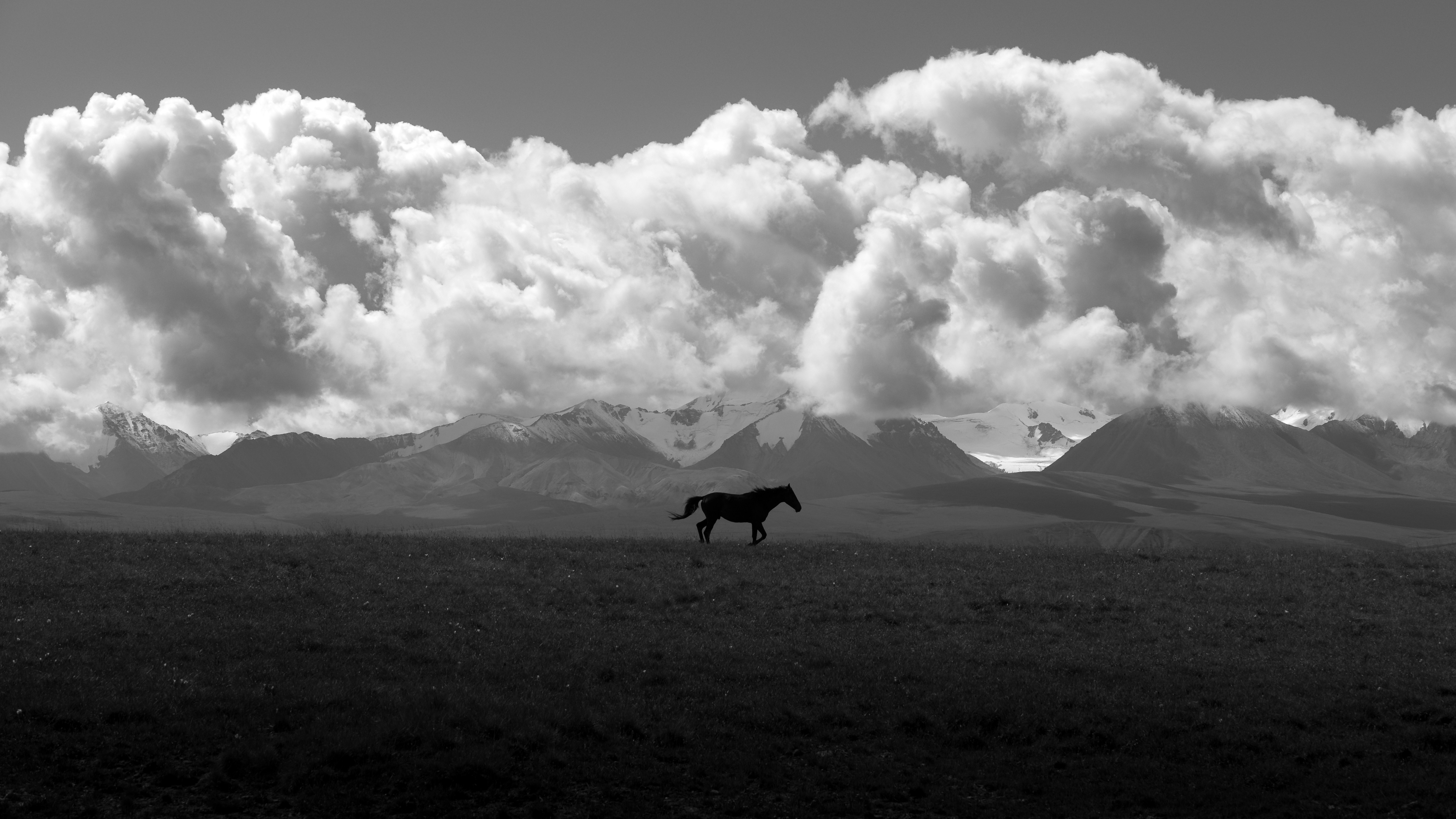 a black and white photo of a horse in a field