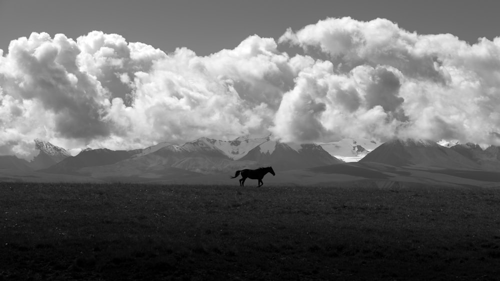 a black and white photo of a horse in a field