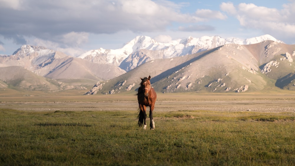 a brown horse standing on top of a lush green field