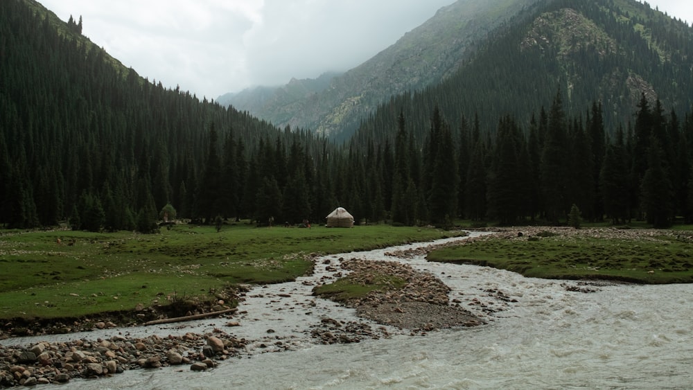 a river running through a lush green forest