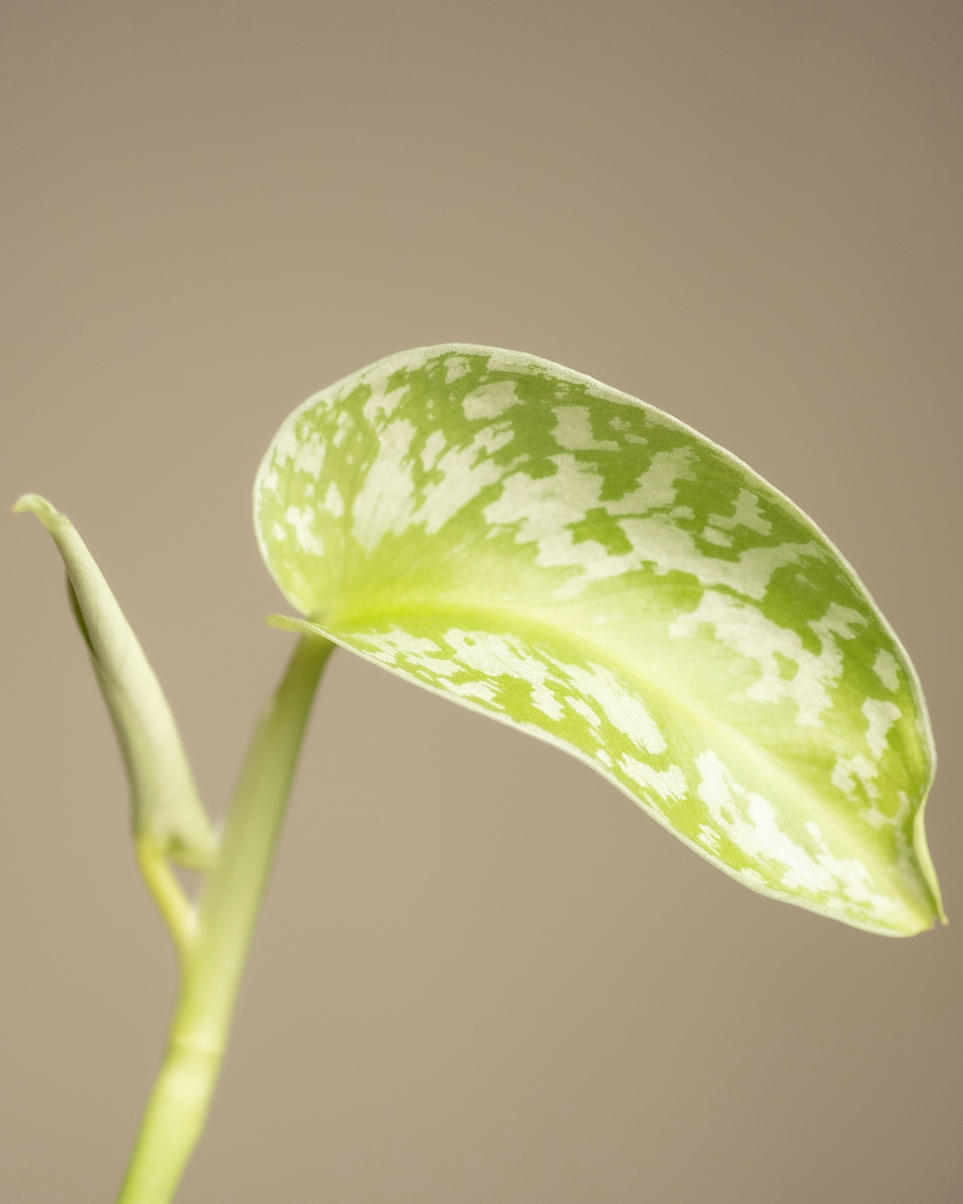 Photo by feeypflanzen