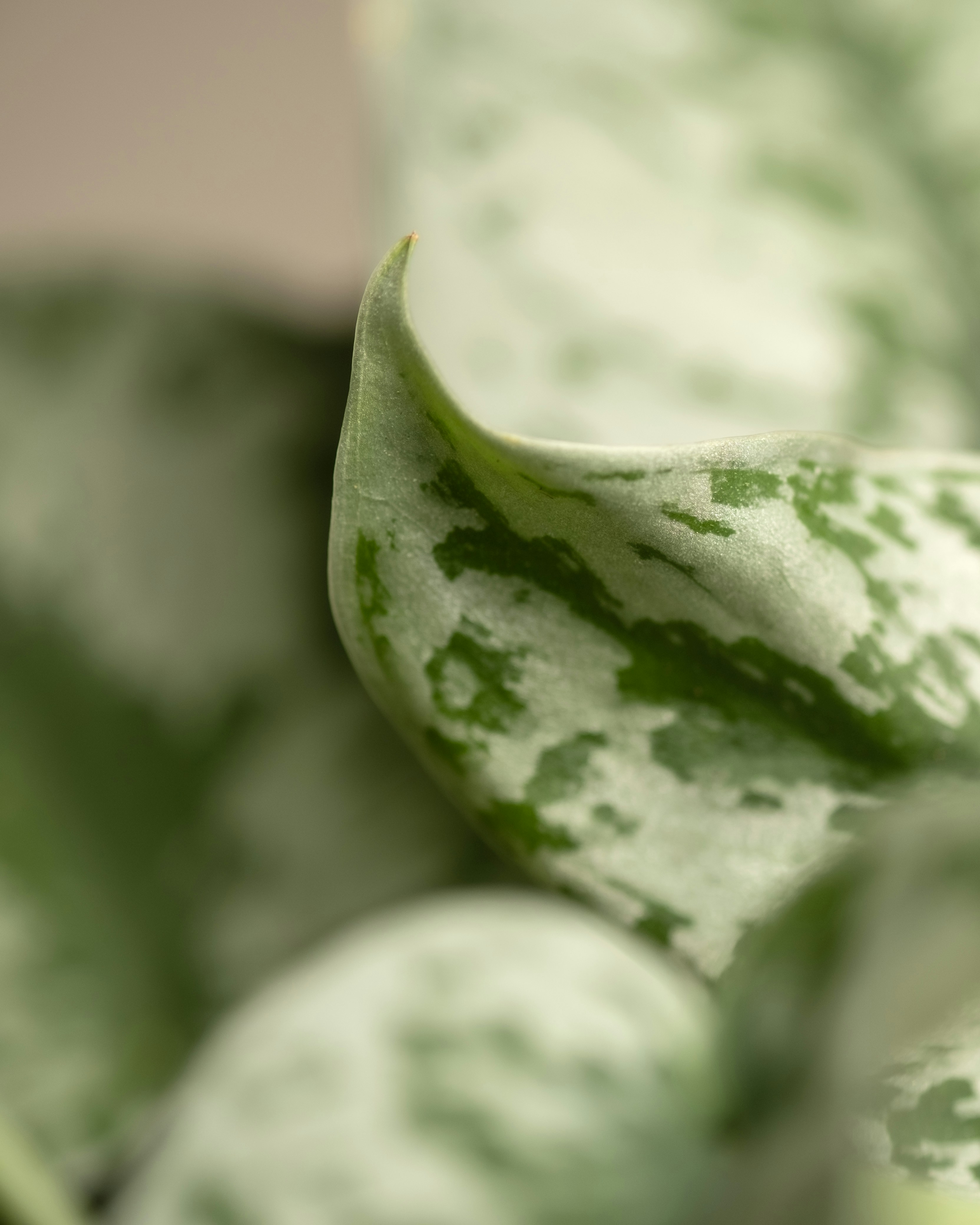 a close up of a green and white plant