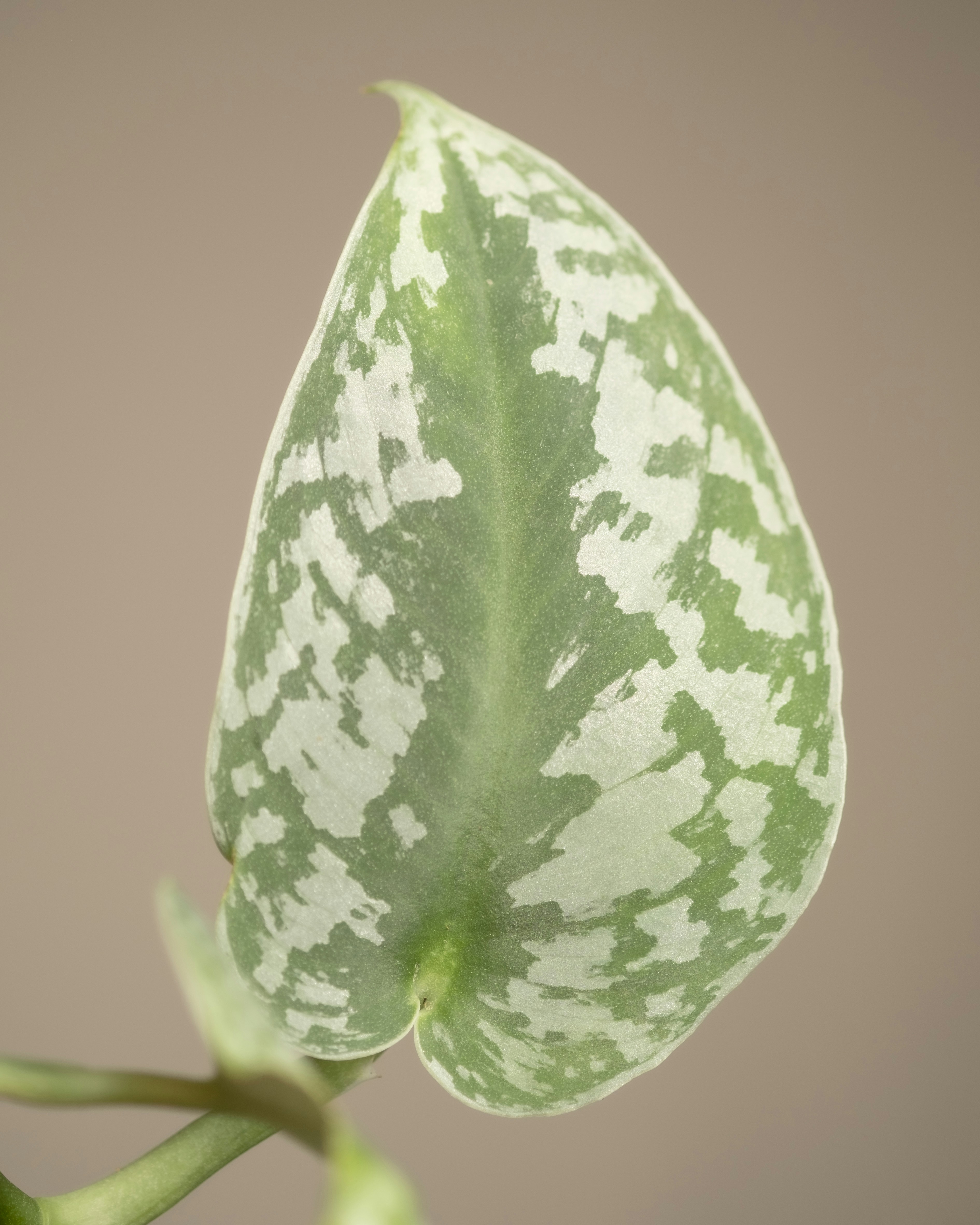 Photo by feeypflanzen