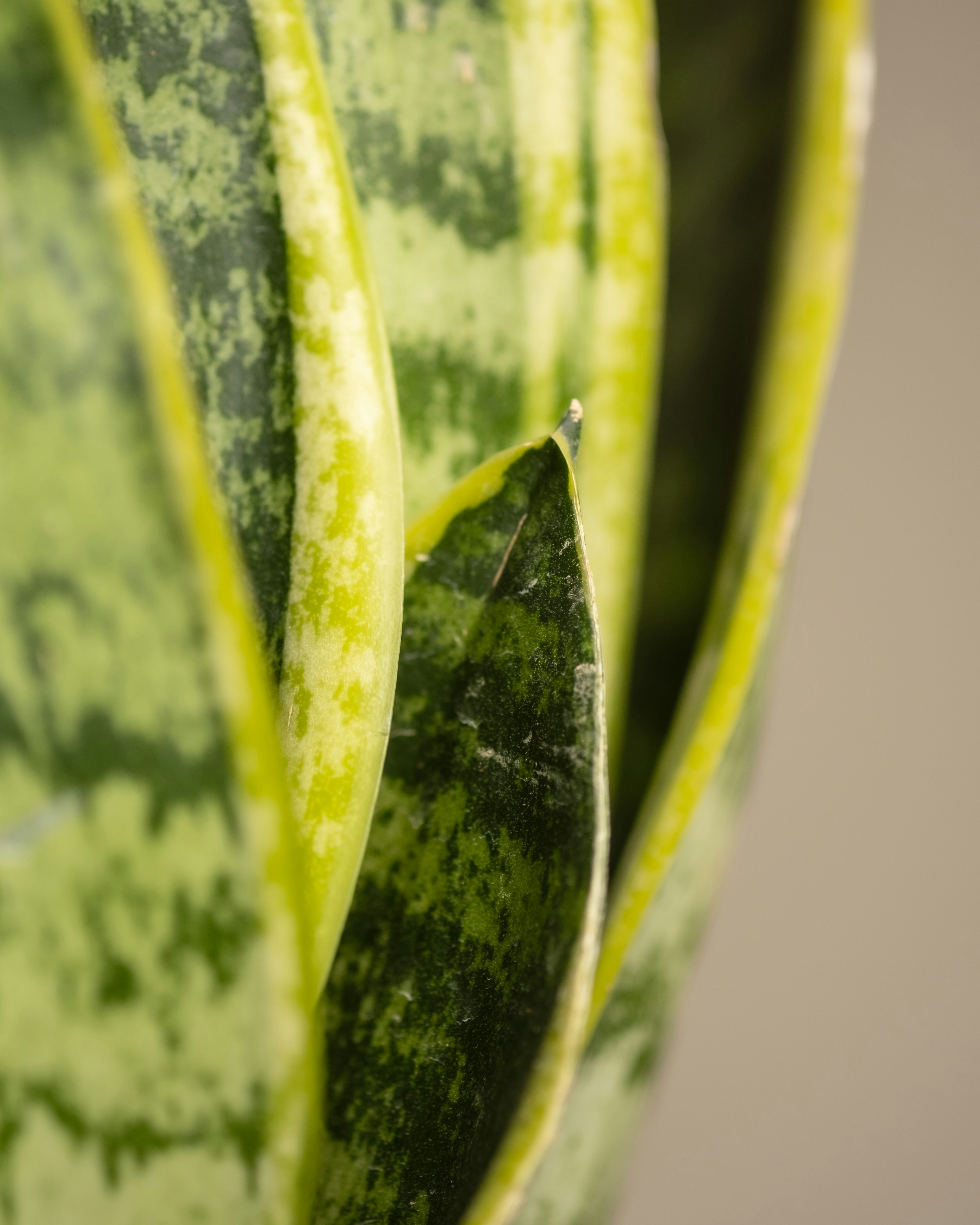 Photo by feeypflanzen