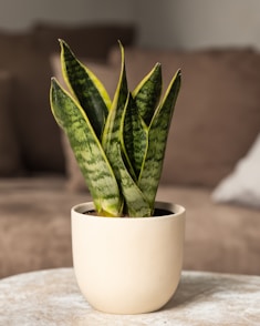 a potted plant sitting on top of a table